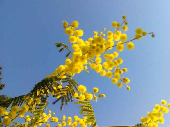 Fiori di primavera, rinascono i giardini - Ville&Casali