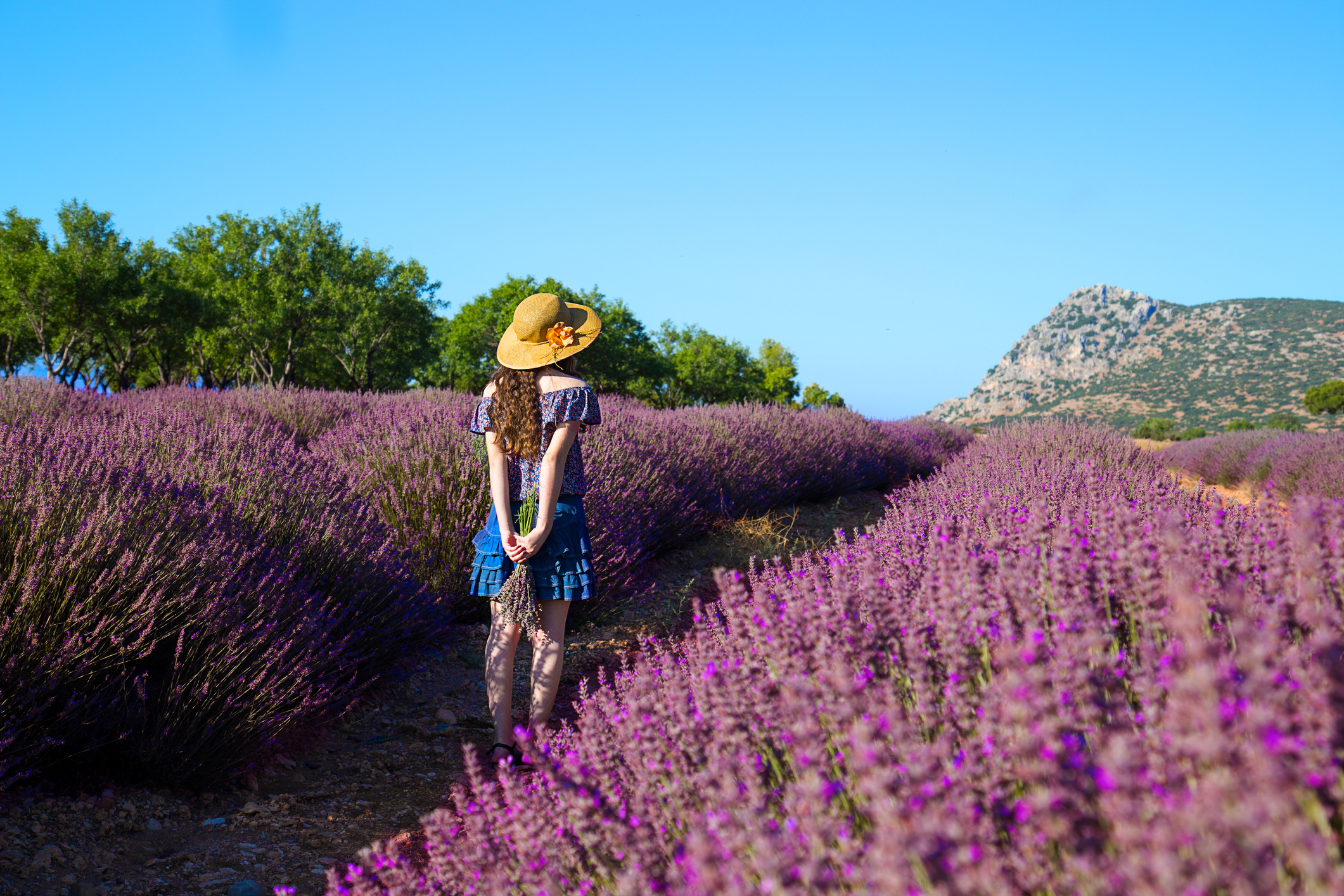 Lavanda coltivazione - Piante in Giardino - Come coltivare la lavanda