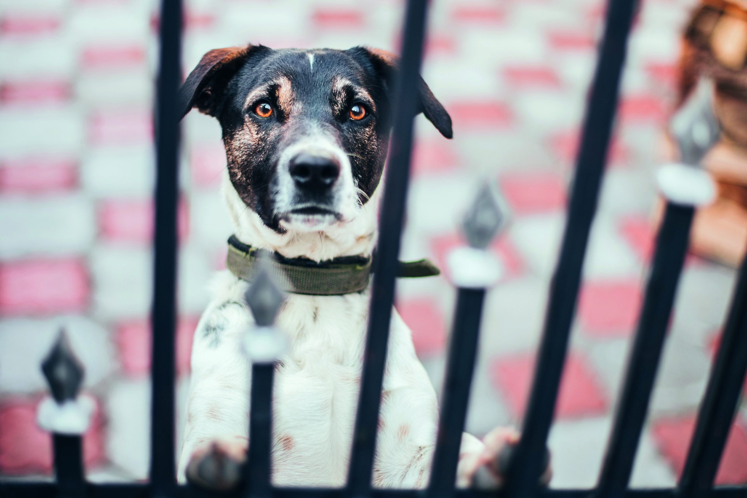 Idee per il giardino: un parco giochi a misura di cane - Ville&Casali